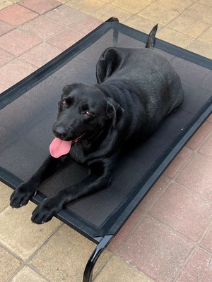 Cama para mascotas exterior recubierta por electroforesis con certificación ISO9001 y alta durabilidad