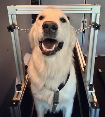 Caminadora para perros recubierta por electroforesis y equipo seguro para perros