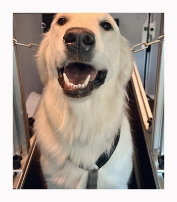 Otros Tipo de artículo Caminadora para perros para amigos de cuatro patas de diferentes tamaños
