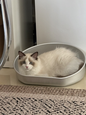 Manténgase fresco este verano con nuestra cubeta de refrigeración Cat Pot aceptable OEM ODM Cuenca de aluminio