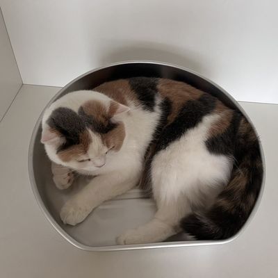 Cama de gato de refrigeración lavable a mano para el material de aluminio de verano y resistente a las mordeduras