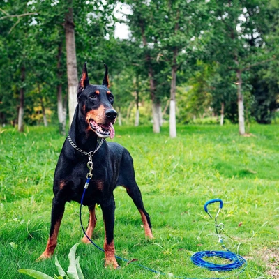 Productos para mascotas para el exterior Enlace de estaca para el puerto marítimo de perros Shanghai o el puerto de Nanjing
