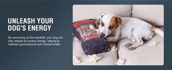 Mantenga a su perro activo y saludable con nuestra máquina duradera para caminar en caminadora