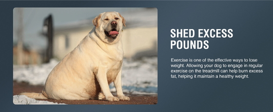 Máquina de caminadora de animales personalizada para perros grandes Envío al puerto de Shanghai o Nanjing