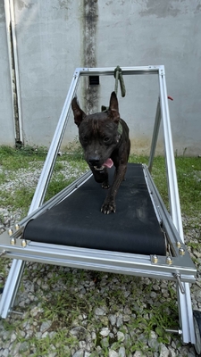Ejercicio para perros Slatmill Mascotas Caminadora Caminante para Pit Bull Molino de alfombras con abastecimiento