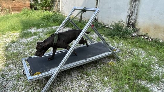 Ejercicio para perros Slatmill Mascotas Caminadora Caminante para Pit Bull Molino de alfombras con abastecimiento