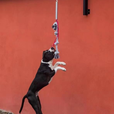 Conjunto de palos de resorte para perros de gran tamaño pesado y sostenible para perros de hasta 105 libras/210 libras