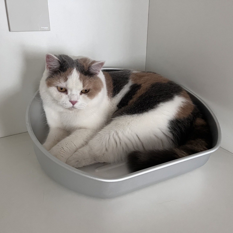 Manténgase fresco este verano con nuestra cubeta de refrigeración Cat Pot aceptable OEM ODM Cuenca de aluminio